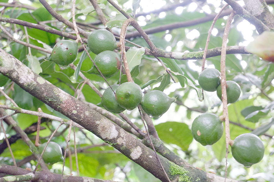 cay-mac-ca-dung-de-lam-gi-1