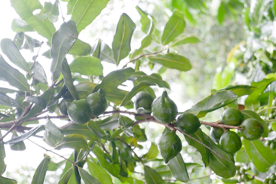 ong-dung-huu-hieu-khi-su-dung-hat-macadamia