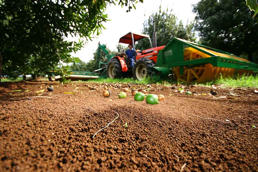 gia-cua-hat-mac-ca-tuoi