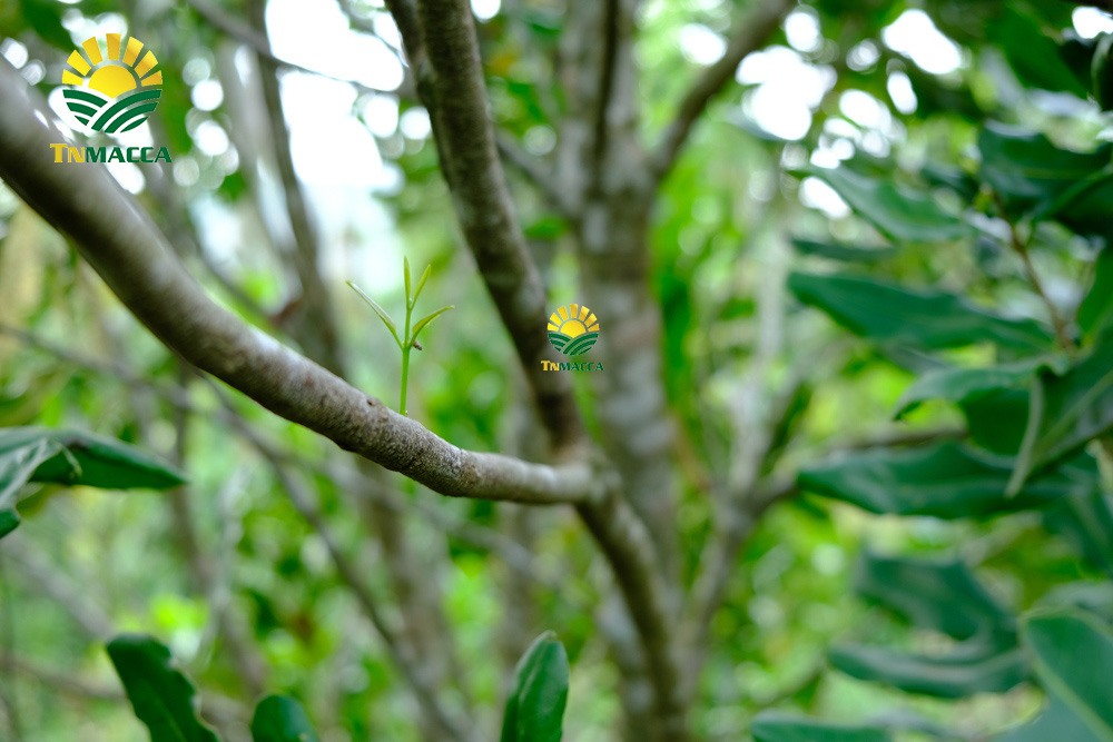 1.gia-hat-macca-da-tach-vo-ngon-boc-san-dong-hop-tai-vinmart-ha-noi-