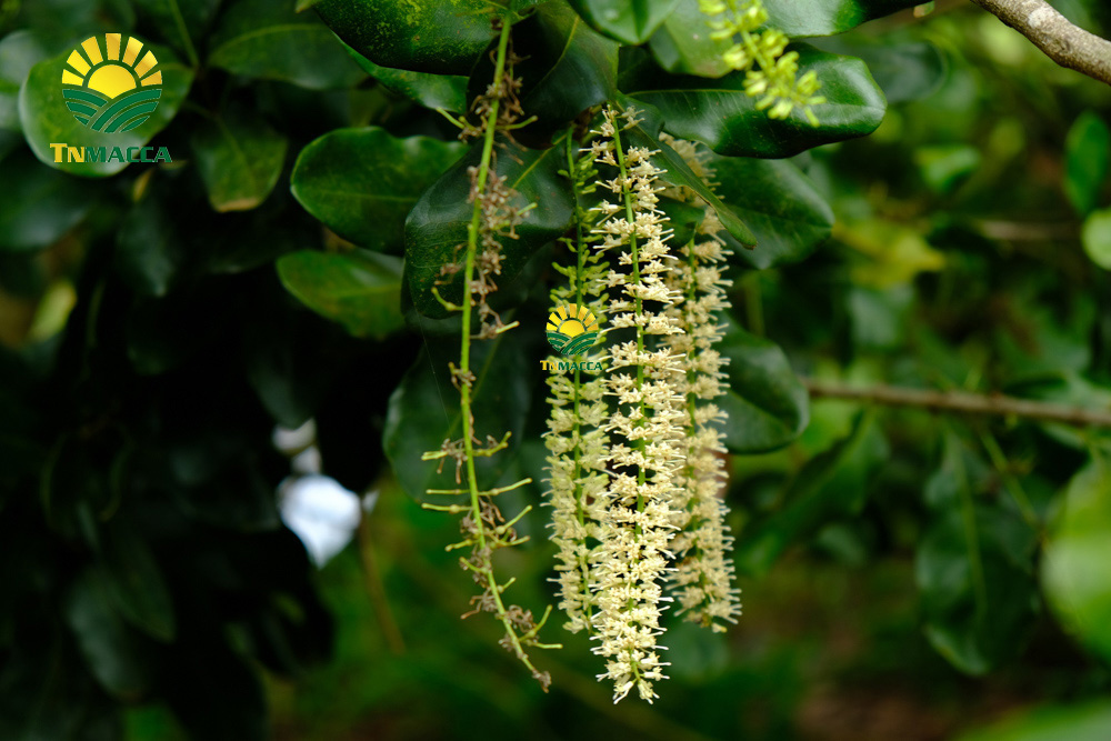 20.cach-lam-bot-ngu-coc-voi-hat-macca-hat-macca-tot-hon-hat-oc-cho