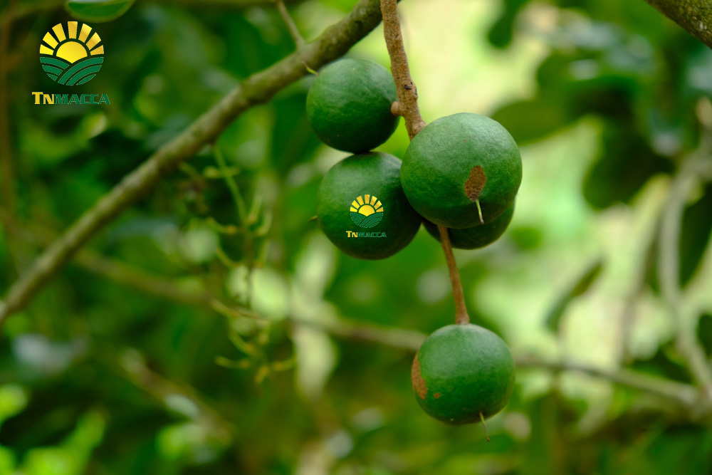 6.gia-hat-macca-da-tach-vo-ngon-boc-san-dong-hop-tai-vinmart-ha-noi-