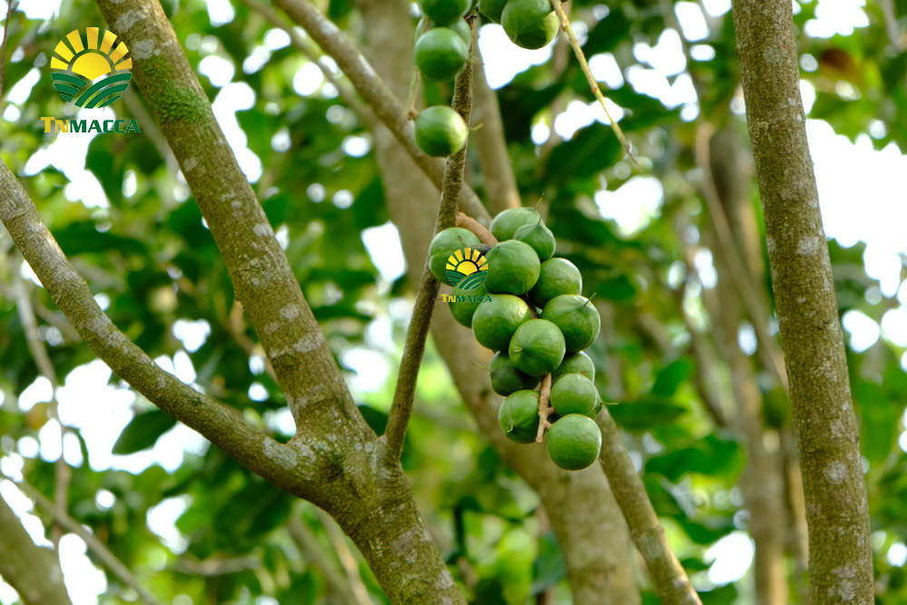 8.gia-hat-macca-da-tach-vo-ngon-boc-san-dong-hop-tai-vinmart-ha-noi-