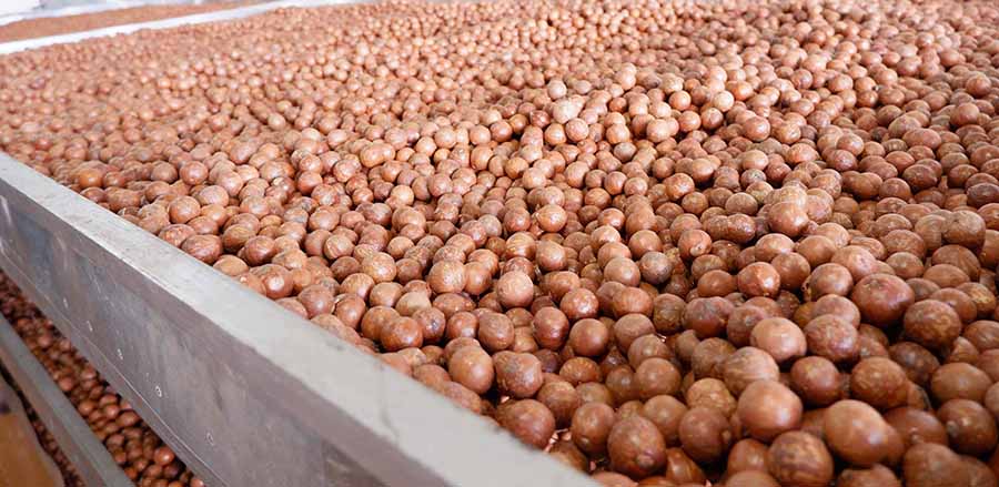 /gia-hat-macca-daklak-tai-vuon