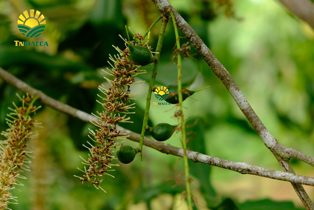 5.gia-hat-macca-lam-dong-da-lat-daklak-daknong-tay-nguyen-2021