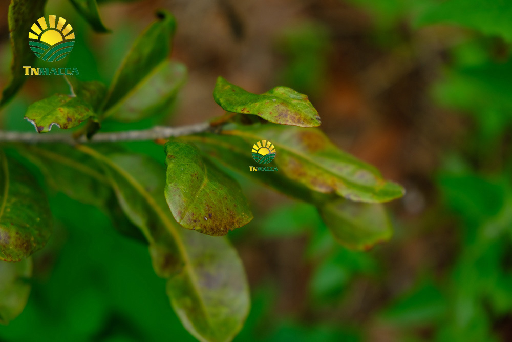 19.gia-hat-macca-lam-dong-da-lat-daklak-daknong-tay-nguyen-2021