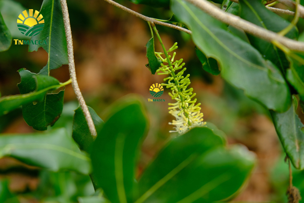 17.gia-hat-macca-lam-dong-da-lat-daklak-daknong-tay-nguyen-2021