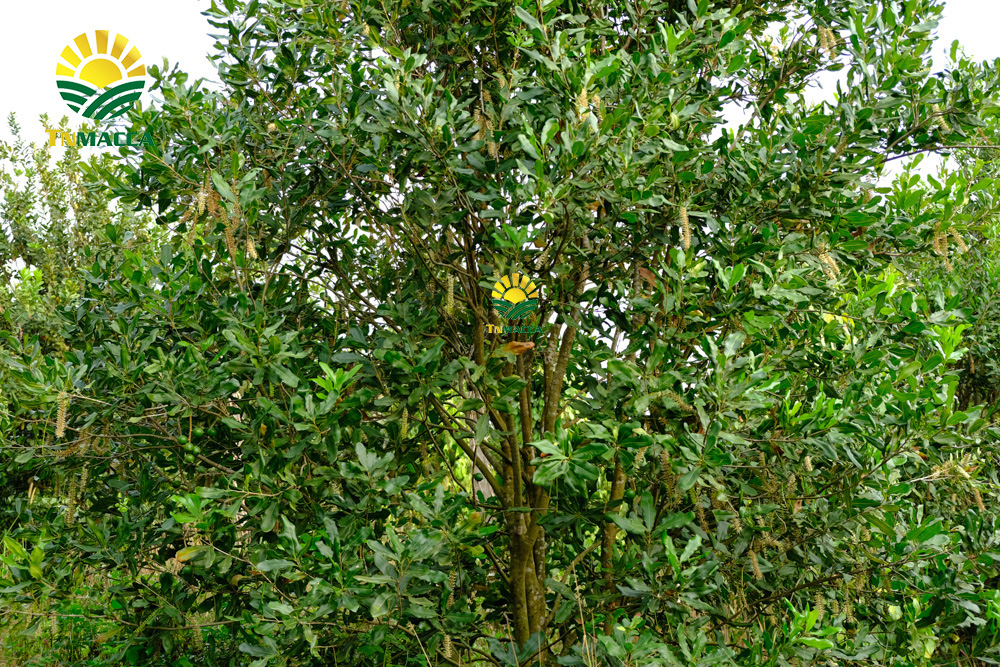 3.gia-hat-macca-lam-dong-da-lat-daklak-daknong-tay-nguyen-2021