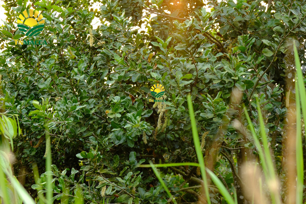 3.gia-hat-macca-lam-dong-da-lat-daklak-daknong-tay-nguyen-2021