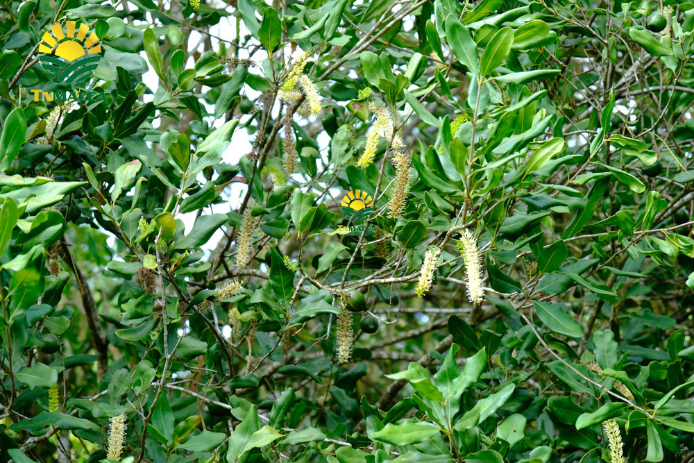 6.gia-hat-macca-lam-dong-da-lat-daklak-daknong-tay-nguyen-2021