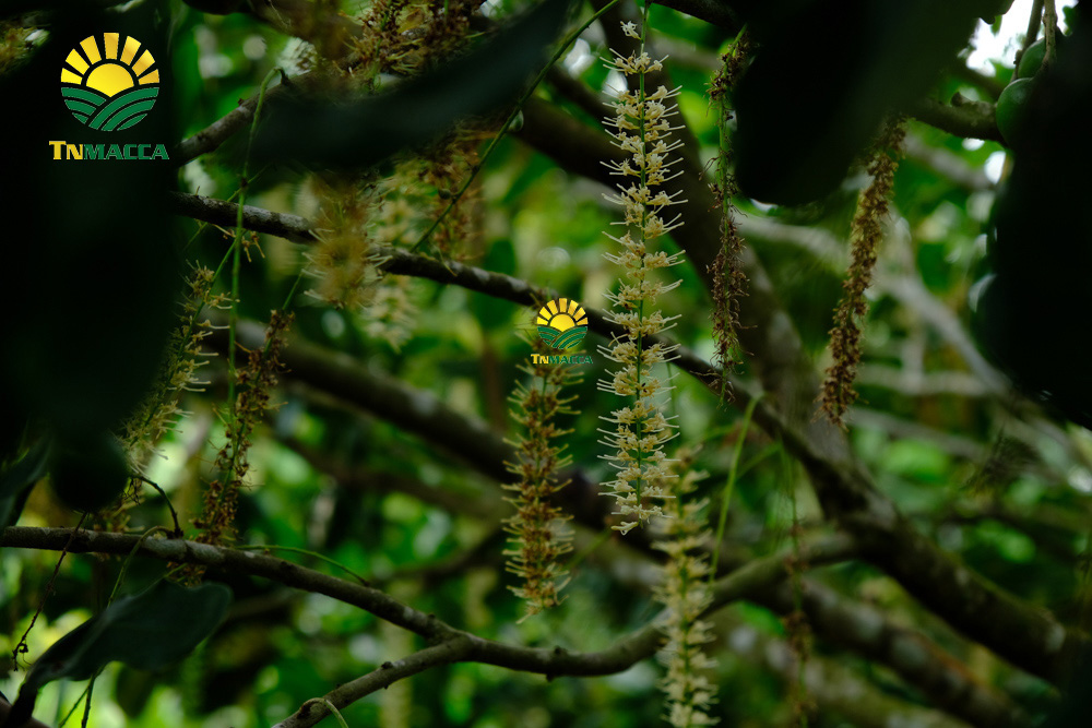 7.gia-hat-macca-lam-dong-da-lat-daklak-daknong-tay-nguyen-2021