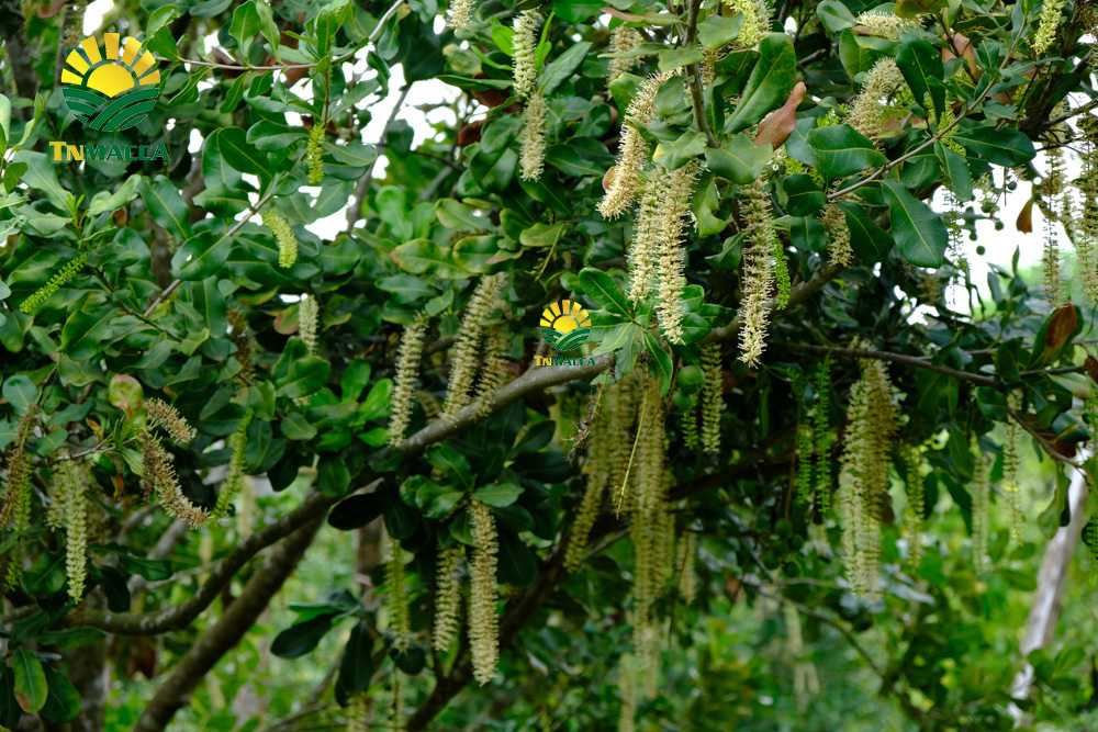 8.gia-hat-macca-lam-dong-da-lat-daklak-daknong-tay-nguyen-2021