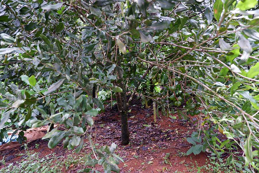 hat-mac-ca-boc-tach-vo