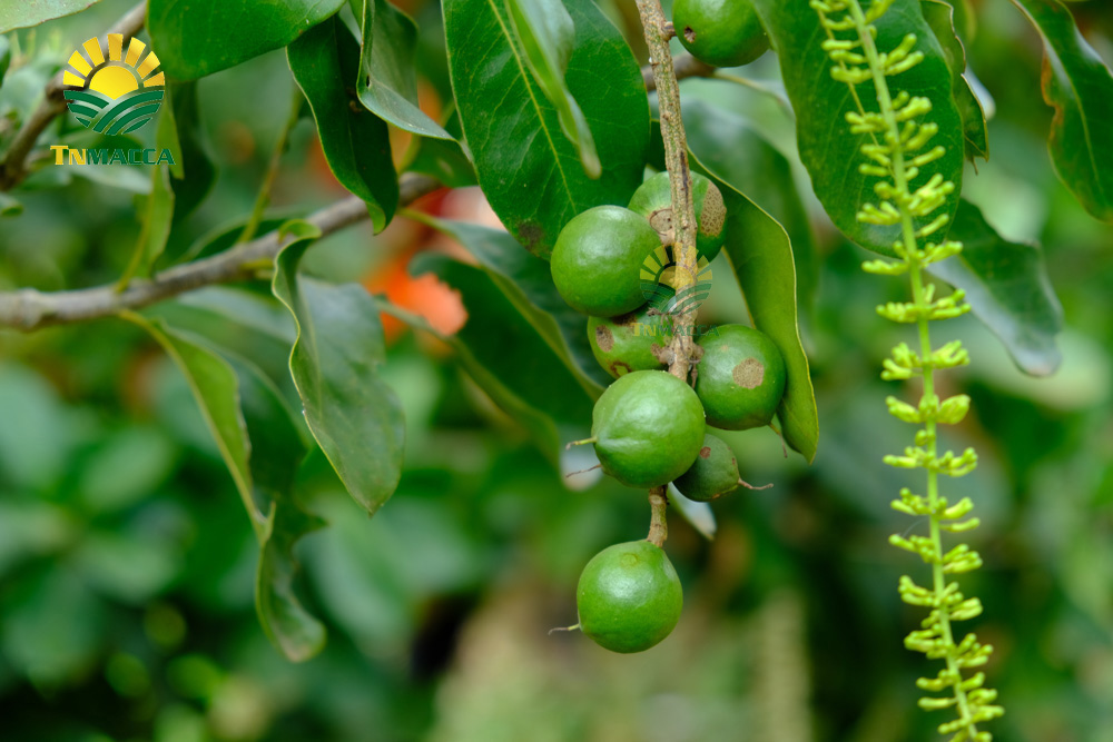 10.hat-mac-ca-uc-va-hat-mac-ca-viet-1-cuoc-chien-moi-bat-dau-