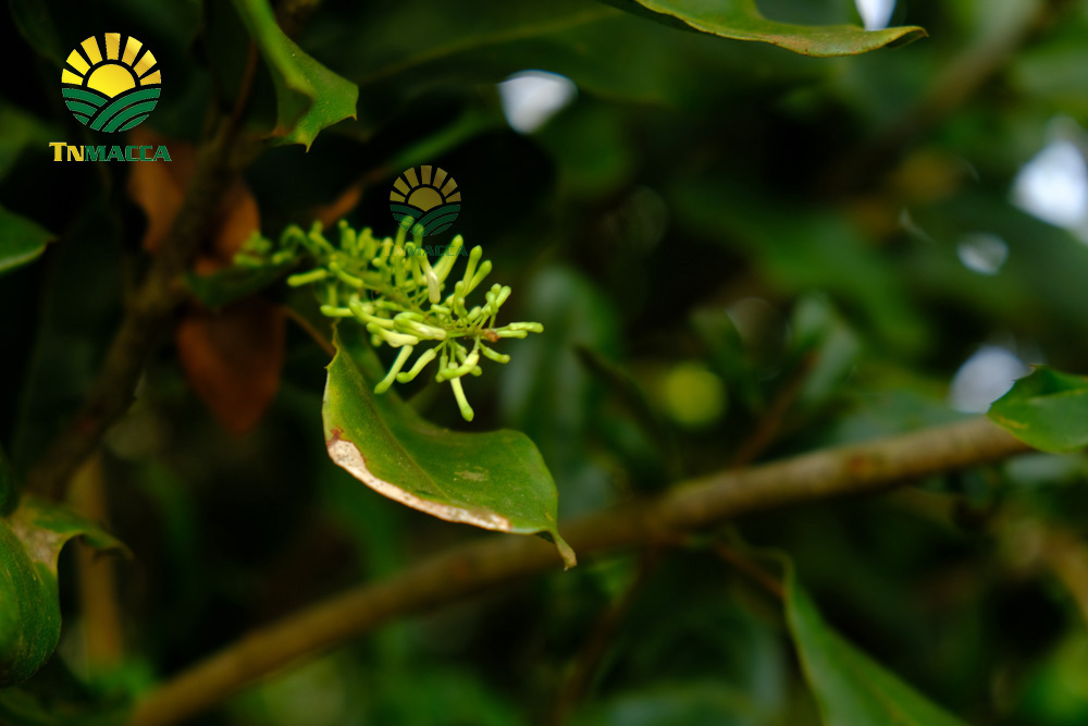 15.hat-mac-ca-uc-va-hat-mac-ca-viet-1-cuoc-chien-moi-bat-dau-