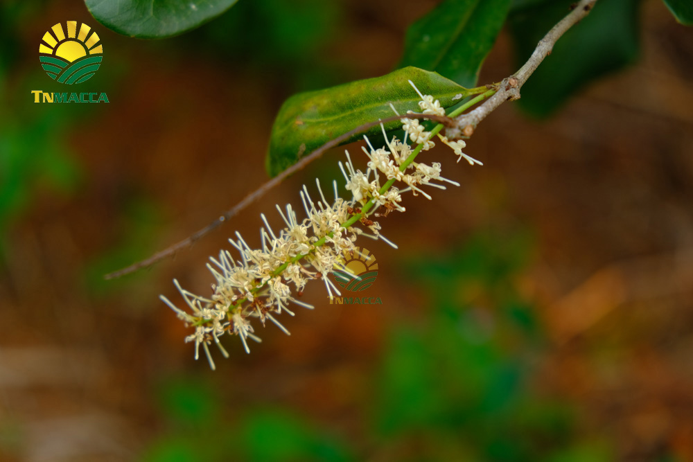 16.hat-mac-ca-uc-va-hat-mac-ca-viet-1-cuoc-chien-moi-bat-dau-