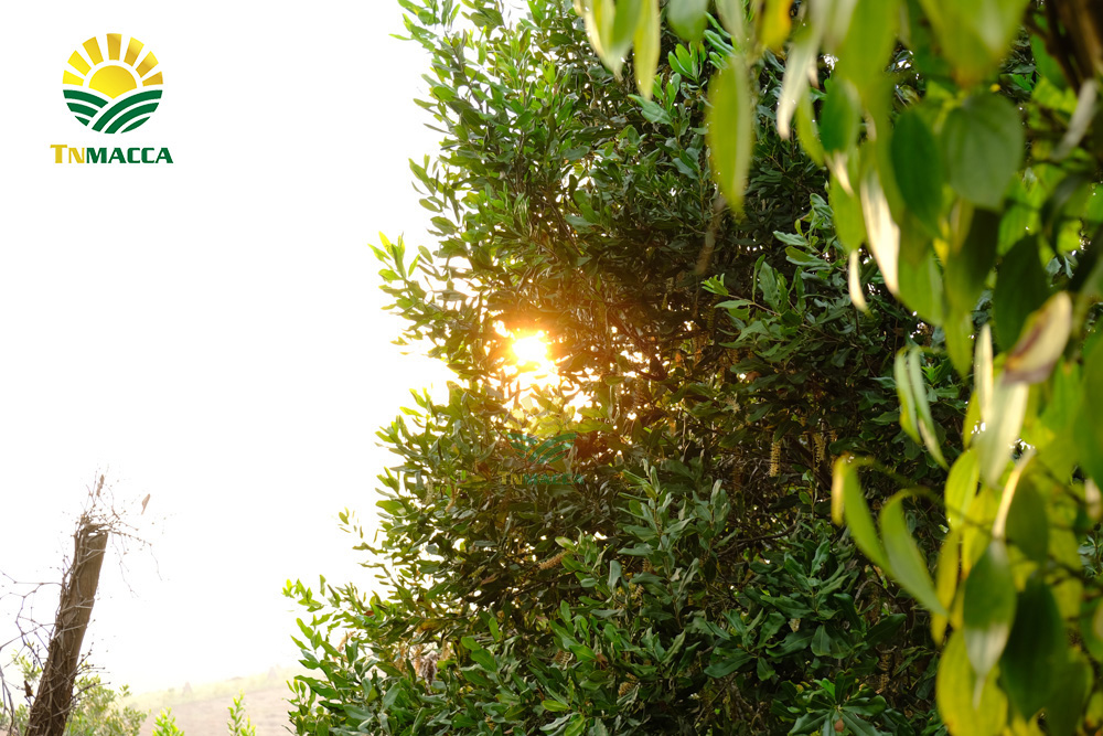 17.hat-mac-ca-uc-va-hat-mac-ca-viet-1-cuoc-chien-moi-bat-dau-