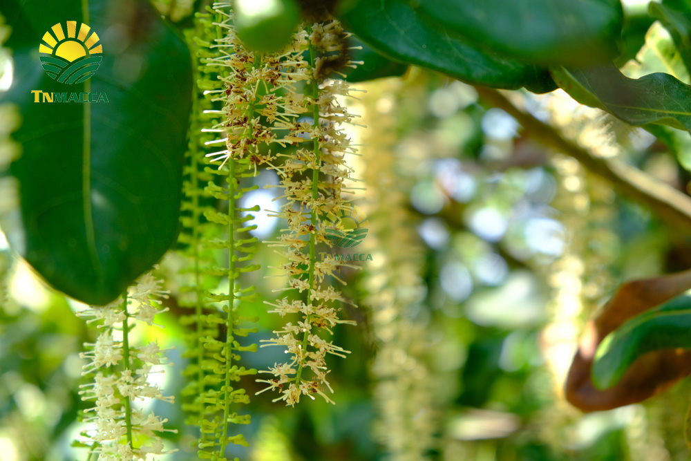 3.hat-mac-ca-uc-va-hat-mac-ca-viet-1-cuoc-chien-moi-bat-dau-