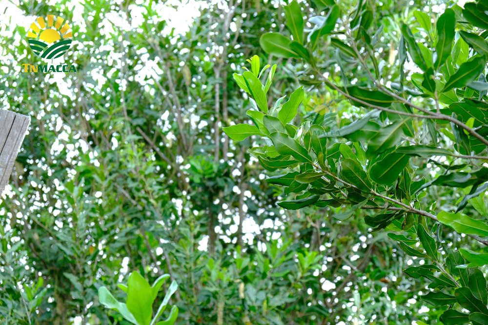 4.hat-mac-ca-uc-va-hat-mac-ca-viet-1-cuoc-chien-moi-bat-dau-