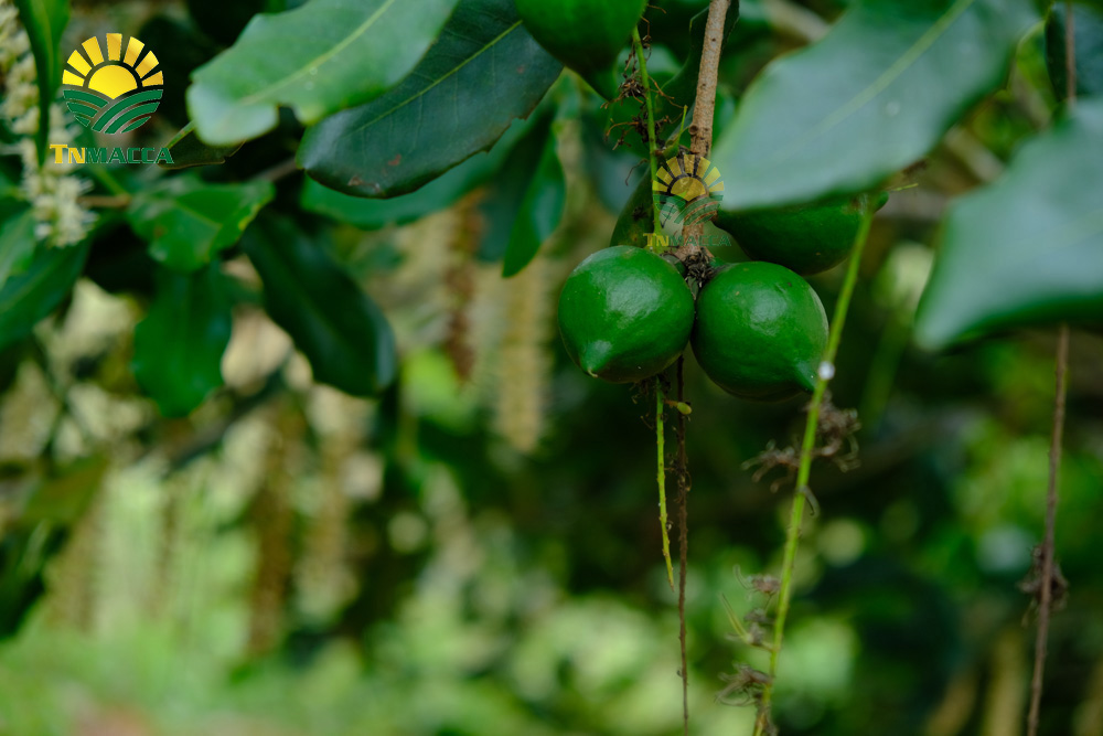 6.hat-mac-ca-uc-va-hat-mac-ca-viet-1-cuoc-chien-moi-bat-dau-