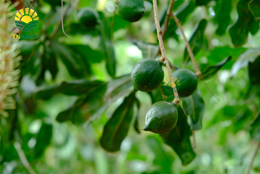 7.hat-mac-ca-uc-va-hat-mac-ca-viet-1-cuoc-chien-moi-bat-dau-