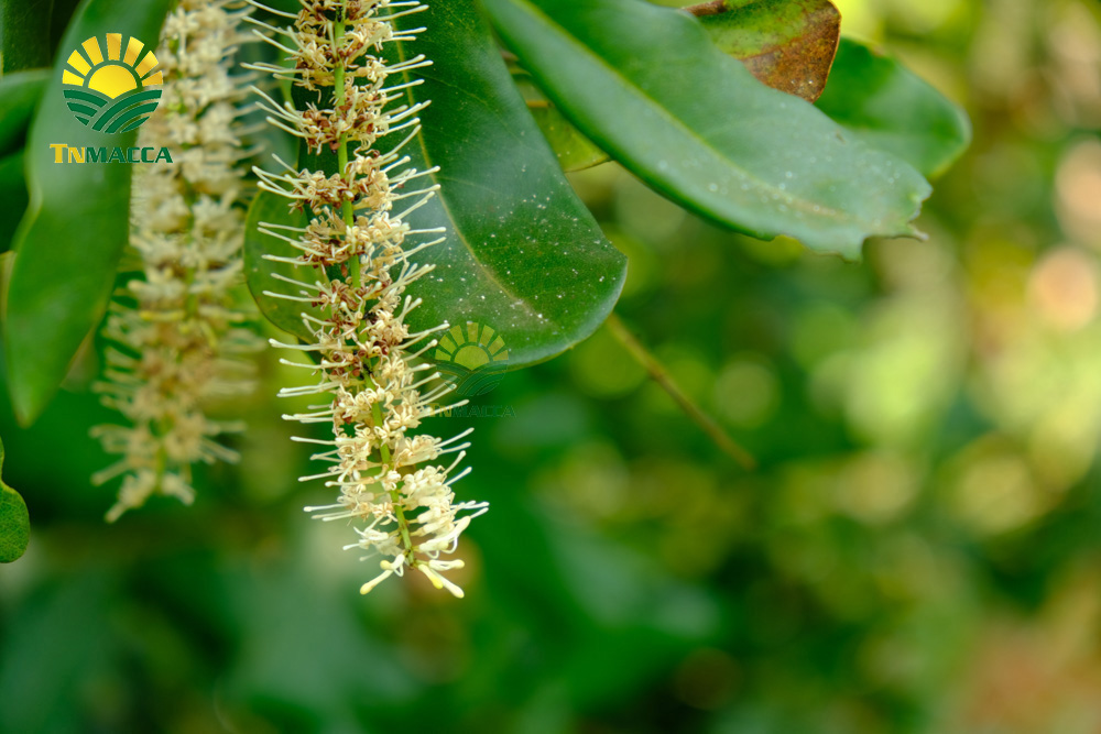 7.hat-mac-ca-uc-va-hat-mac-ca-viet-1-cuoc-chien-moi-bat-dau-