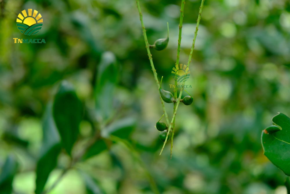 8.hat-mac-ca-uc-va-hat-mac-ca-viet-1-cuoc-chien-moi-bat-dau-