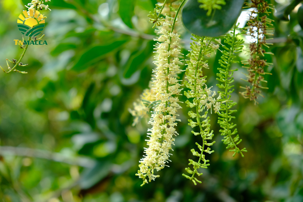 9.hat-mac-ca-uc-va-hat-mac-ca-viet-1-cuoc-chien-moi-bat-dau-