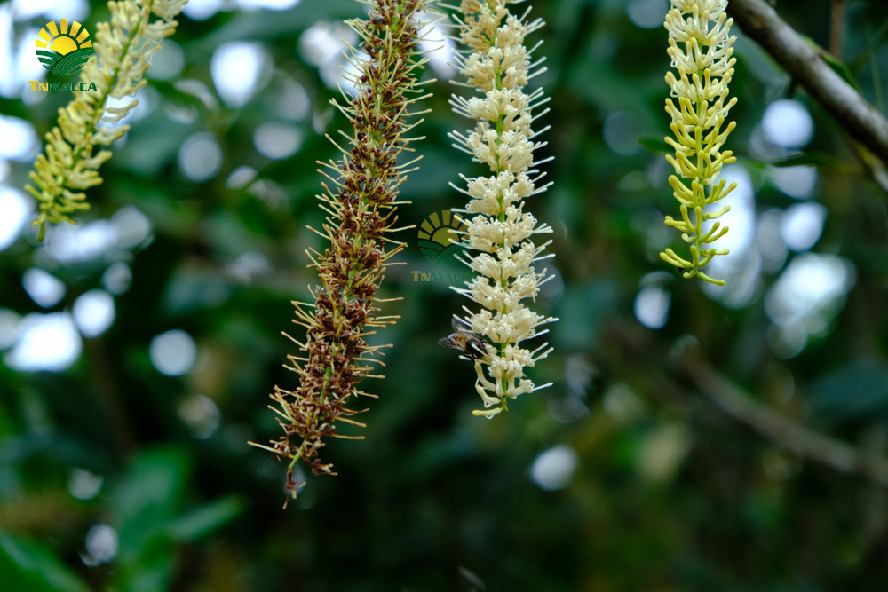 1.hat-macca-co-tot-cho-ba-bau-va-4-tac-dung-cua-macca-voi-ba-bau