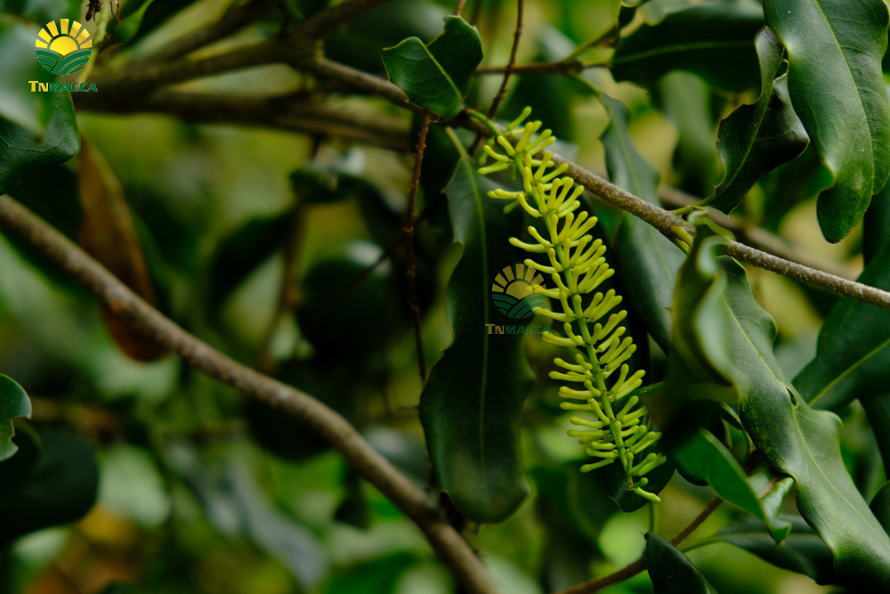 10.hat-macca-co-tot-cho-ba-bau-va-4-tac-dung-cua-macca-voi-ba-bau