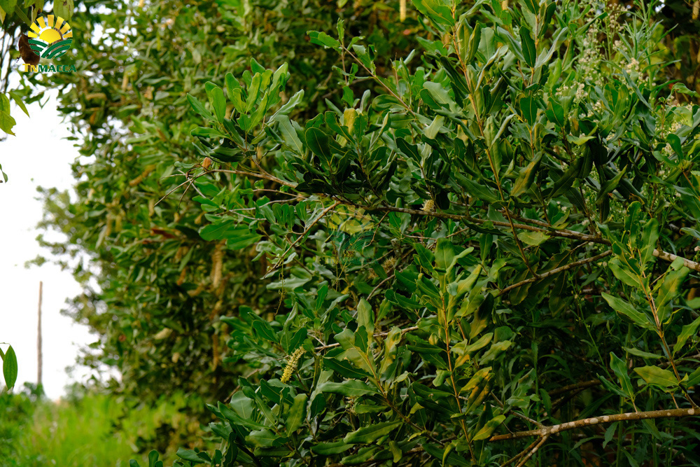 12.hat-macca-co-tot-cho-ba-bau-va-4-tac-dung-cua-macca-voi-ba-bau