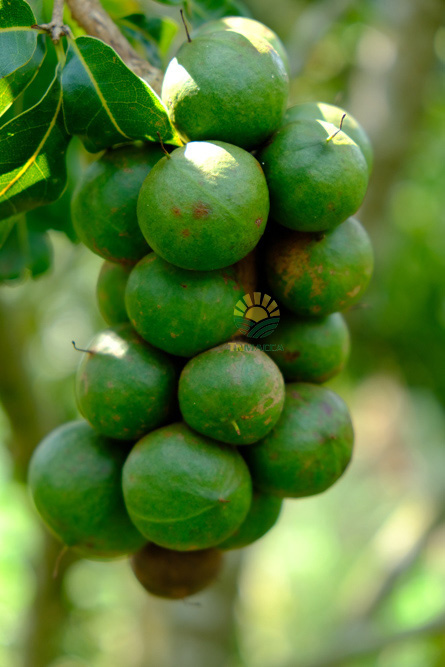 14.hat-macca-co-tot-cho-ba-bau-va-4-tac-dung-cua-macca-voi-ba-bau