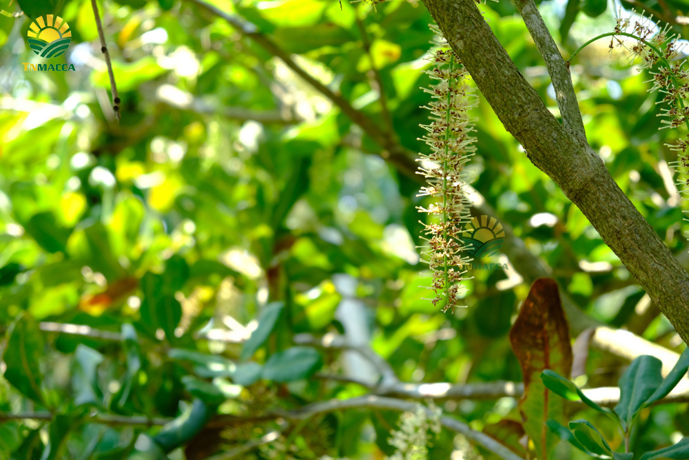 15.hat-macca-co-tot-cho-ba-bau-va-4-tac-dung-cua-macca-voi-ba-bau