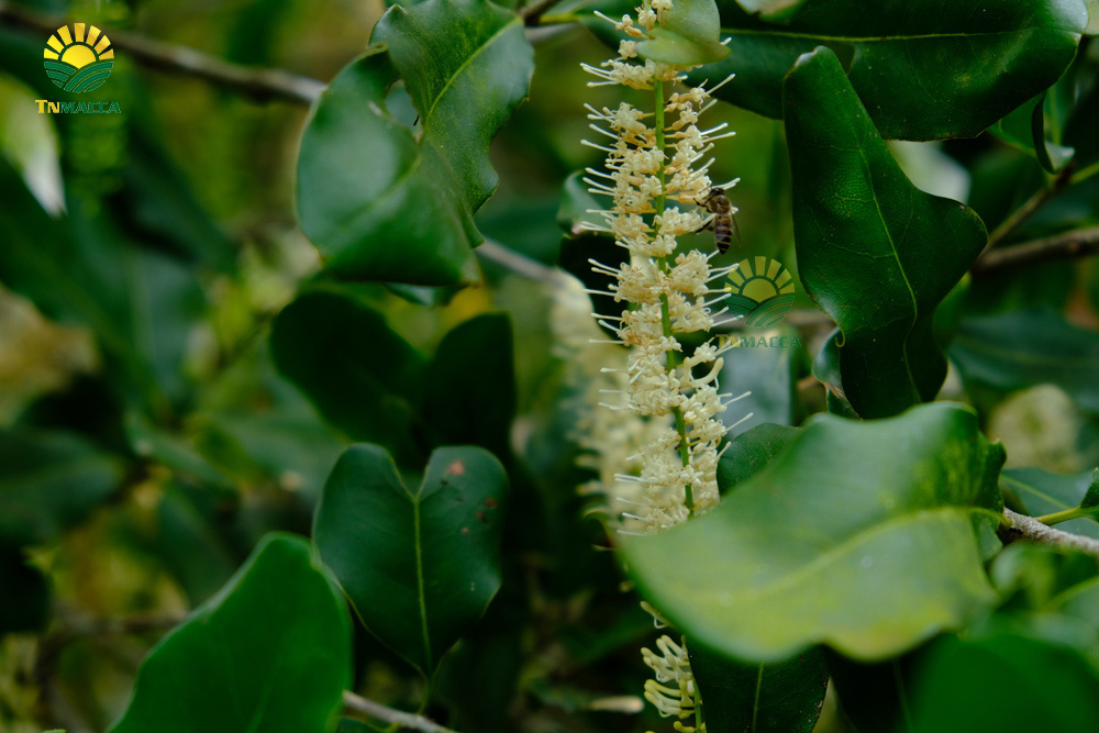 2.hat-macca-co-tot-cho-ba-bau-va-4-tac-dung-cua-macca-voi-ba-bau