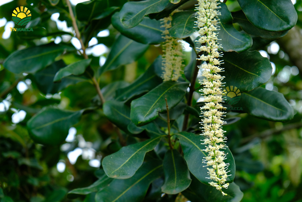 3.hat-macca-co-tot-cho-ba-bau-va-4-tac-dung-cua-macca-voi-ba-bau