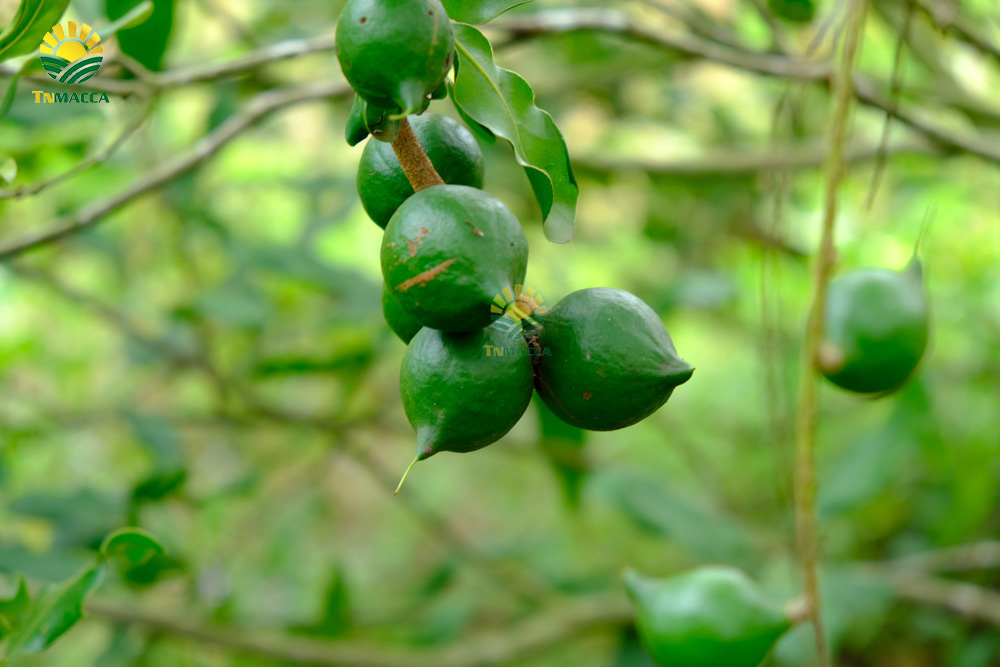 4.hat-macca-co-tot-cho-ba-bau-va-4-tac-dung-cua-macca-voi-ba-bau