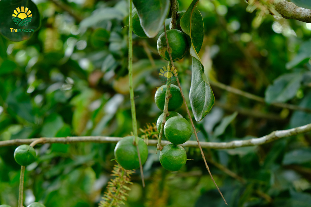 5.hat-macca-co-tot-cho-ba-bau-va-4-tac-dung-cua-macca-voi-ba-bau