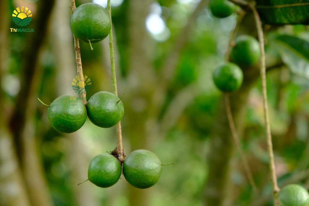 6.hat-macca-co-tot-cho-ba-bau-va-4-tac-dung-cua-macca-voi-ba-bau