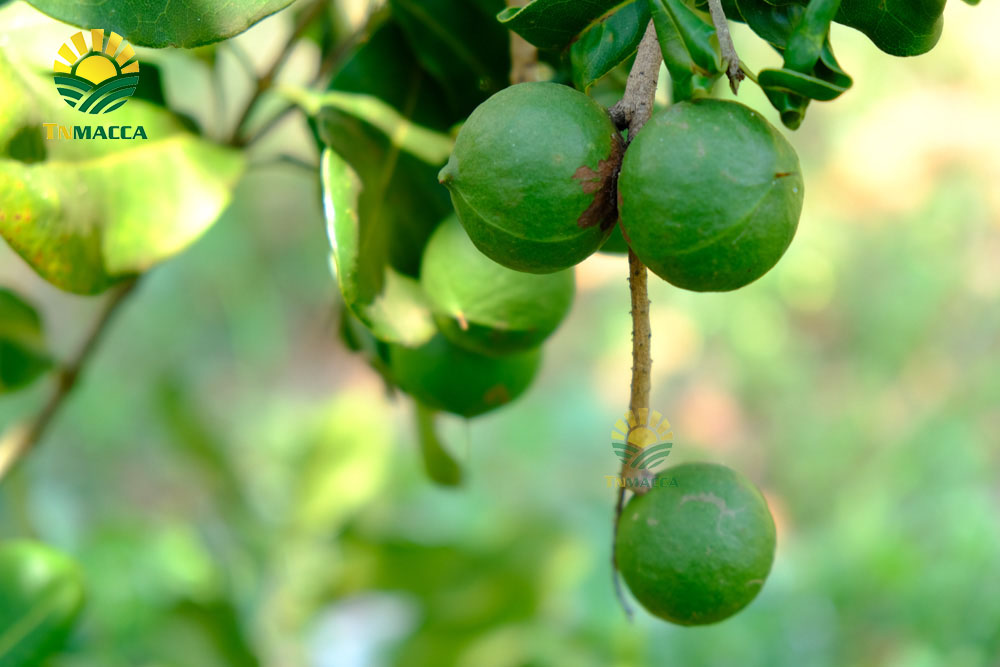 18.cach-lam-sua-hat-macca-voi-bi-do-hat-sen-hat-dieu-kieu-han-quoc