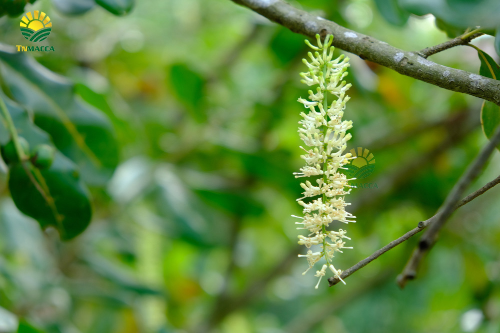 1.hat-macca-co-tot-cho-ba-bau-va-4-tac-dung-cua-macca-voi-ba-bau