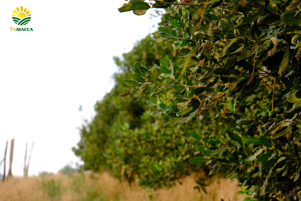 11.hat-macca-co-tot-cho-ba-bau-va-4-tac-dung-cua-macca-voi-ba-bau