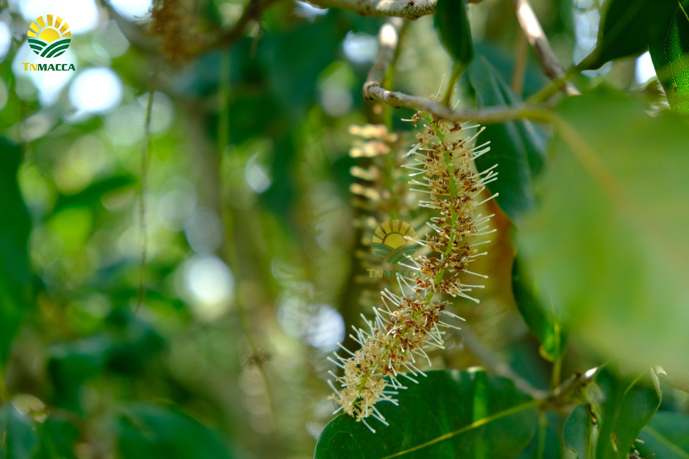 13.hat-macca-co-tot-cho-ba-bau-va-4-tac-dung-cua-macca-voi-ba-bau