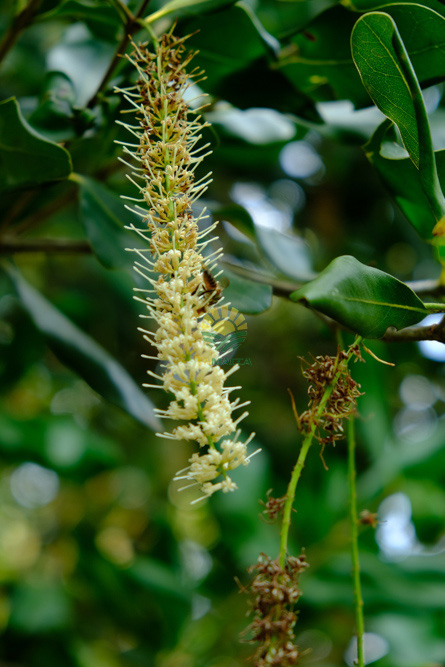 13.hat-macca-co-tot-cho-ba-bau-va-4-tac-dung-cua-macca-voi-ba-bau