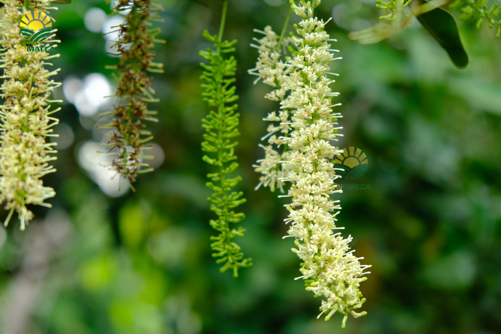 4.hat-macca-co-tot-cho-ba-bau-va-4-tac-dung-cua-macca-voi-ba-bau