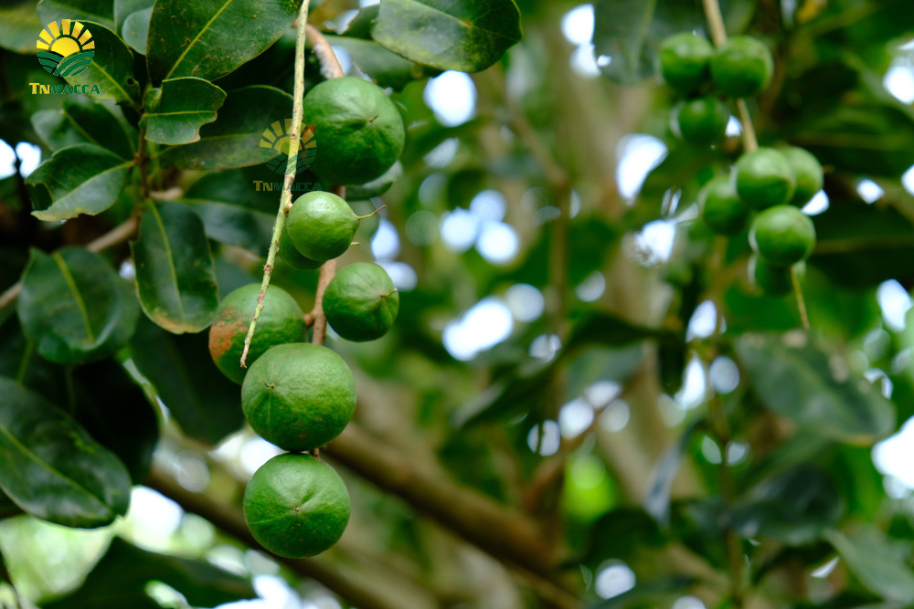 5.hat-macca-co-tot-cho-ba-bau-va-4-tac-dung-cua-macca-voi-ba-bau