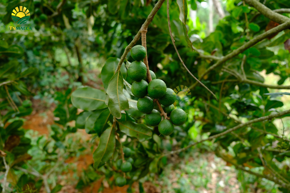 7.hat-macca-co-tot-cho-ba-bau-va-4-tac-dung-cua-macca-voi-ba-bau