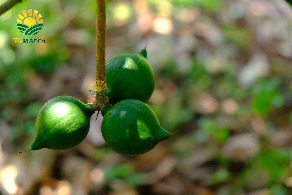 1.hat-macca-lam-dong-3-sai-lam-khi-mua-hat-macca-tai-lam-dong-4250