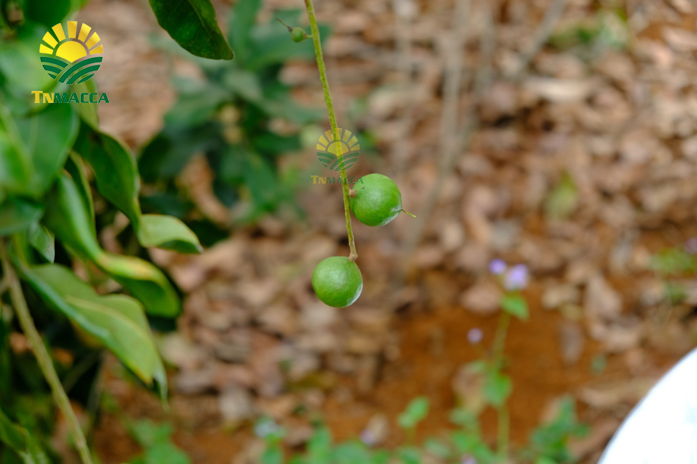 10.hat-macca-lam-dong-3-sai-lam-khi-mua-hat-macca-tai-lam-dong-4250