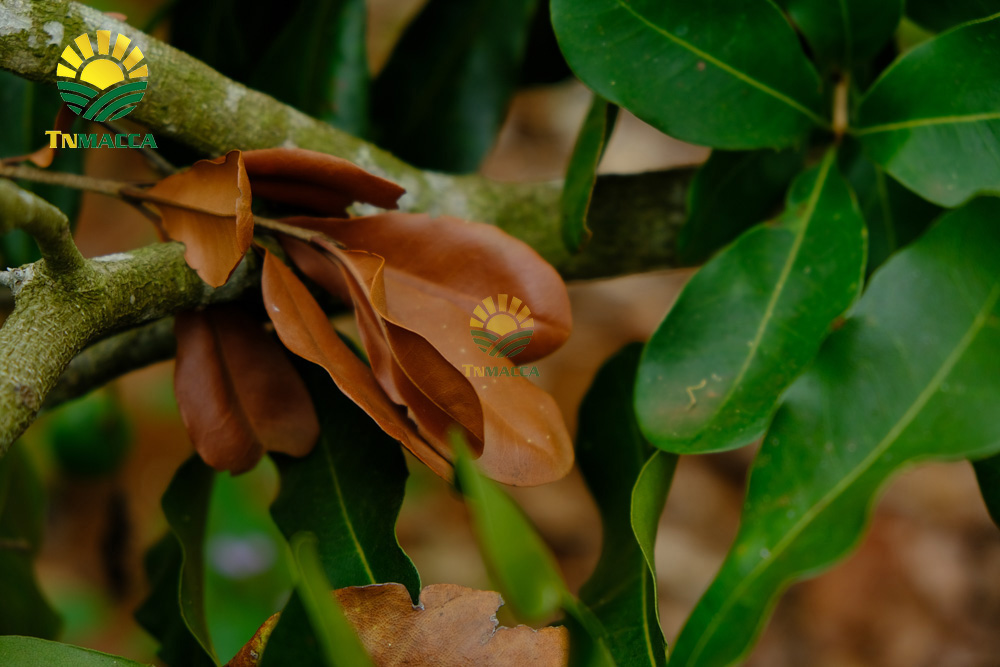 11.hat-macca-lam-dong-3-sai-lam-khi-mua-hat-macca-tai-lam-dong-4250