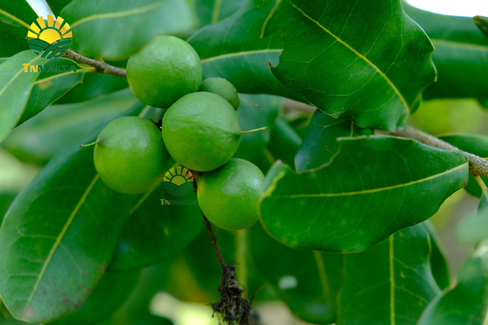 3.hat-macca-lam-dong-3-sai-lam-khi-mua-hat-macca-tai-lam-dong-4250